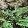 Plants: image 56 Of 94 Thumb